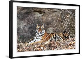 Bengal Tiger, Panthera Tigris Tigris, Bandhavgarh National Park, Madhya Pradesh, India-Kim Sullivan-Framed Photographic Print