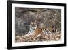 Bengal Tiger, Panthera Tigris Tigris, Bandhavgarh National Park, Madhya Pradesh, India-Kim Sullivan-Framed Photographic Print