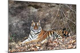 Bengal Tiger, Panthera Tigris Tigris, Bandhavgarh National Park, Madhya Pradesh, India-Kim Sullivan-Mounted Photographic Print