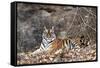 Bengal Tiger, Panthera Tigris Tigris, Bandhavgarh National Park, Madhya Pradesh, India-Kim Sullivan-Framed Stretched Canvas