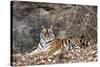 Bengal Tiger, Panthera Tigris Tigris, Bandhavgarh National Park, Madhya Pradesh, India-Kim Sullivan-Stretched Canvas