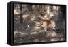 Bengal Tiger, Panthera Tigris Tigris, Bandhavgarh National Park, Madhya Pradesh, India-Kim Sullivan-Framed Stretched Canvas