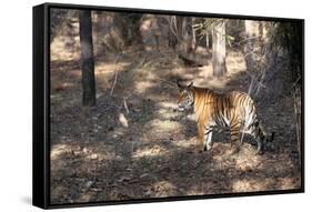 Bengal Tiger, Panthera Tigris Tigris, Bandhavgarh National Park, Madhya Pradesh, India-Kim Sullivan-Framed Stretched Canvas