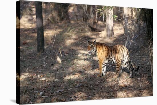 Bengal Tiger, Panthera Tigris Tigris, Bandhavgarh National Park, Madhya Pradesh, India-Kim Sullivan-Stretched Canvas