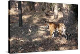 Bengal Tiger, Panthera Tigris Tigris, Bandhavgarh National Park, Madhya Pradesh, India-Kim Sullivan-Stretched Canvas