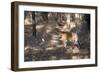 Bengal Tiger, Panthera Tigris Tigris, Bandhavgarh National Park, Madhya Pradesh, India-Kim Sullivan-Framed Photographic Print