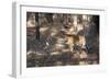 Bengal Tiger, Panthera Tigris Tigris, Bandhavgarh National Park, Madhya Pradesh, India-Kim Sullivan-Framed Photographic Print