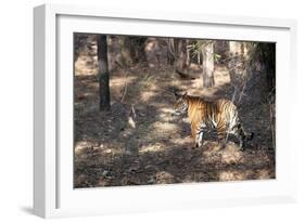 Bengal Tiger, Panthera Tigris Tigris, Bandhavgarh National Park, Madhya Pradesh, India-Kim Sullivan-Framed Photographic Print