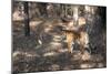 Bengal Tiger, Panthera Tigris Tigris, Bandhavgarh National Park, Madhya Pradesh, India-Kim Sullivan-Mounted Photographic Print