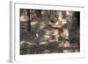 Bengal Tiger, Panthera Tigris Tigris, Bandhavgarh National Park, Madhya Pradesh, India-Kim Sullivan-Framed Photographic Print