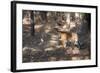 Bengal Tiger, Panthera Tigris Tigris, Bandhavgarh National Park, Madhya Pradesh, India-Kim Sullivan-Framed Photographic Print