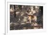 Bengal Tiger, Panthera Tigris Tigris, Bandhavgarh National Park, Madhya Pradesh, India-Kim Sullivan-Framed Photographic Print