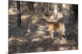 Bengal Tiger, Panthera Tigris Tigris, Bandhavgarh National Park, Madhya Pradesh, India-Kim Sullivan-Mounted Photographic Print