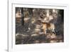 Bengal Tiger, Panthera Tigris Tigris, Bandhavgarh National Park, Madhya Pradesh, India-Kim Sullivan-Framed Photographic Print