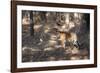 Bengal Tiger, Panthera Tigris Tigris, Bandhavgarh National Park, Madhya Pradesh, India-Kim Sullivan-Framed Photographic Print