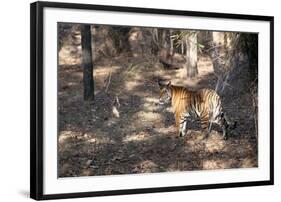 Bengal Tiger, Panthera Tigris Tigris, Bandhavgarh National Park, Madhya Pradesh, India-Kim Sullivan-Framed Photographic Print