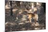 Bengal Tiger, Panthera Tigris Tigris, Bandhavgarh National Park, Madhya Pradesh, India-Kim Sullivan-Mounted Photographic Print