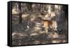 Bengal Tiger, Panthera Tigris Tigris, Bandhavgarh National Park, Madhya Pradesh, India-Kim Sullivan-Framed Stretched Canvas