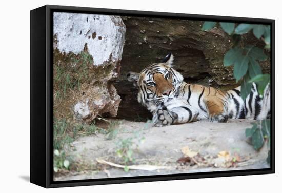 Bengal Tiger, Panthera Tigris Tigris, Bandhavgarh National Park, Madhya Pradesh, India-Kim Sullivan-Framed Stretched Canvas