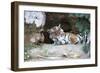 Bengal Tiger, Panthera Tigris Tigris, Bandhavgarh National Park, Madhya Pradesh, India-Kim Sullivan-Framed Photographic Print