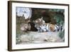 Bengal Tiger, Panthera Tigris Tigris, Bandhavgarh National Park, Madhya Pradesh, India-Kim Sullivan-Framed Photographic Print