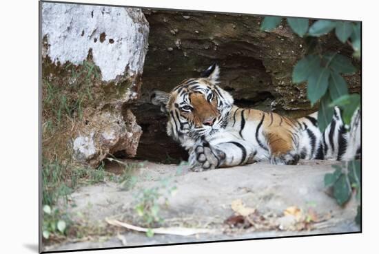 Bengal Tiger, Panthera Tigris Tigris, Bandhavgarh National Park, Madhya Pradesh, India-Kim Sullivan-Mounted Photographic Print