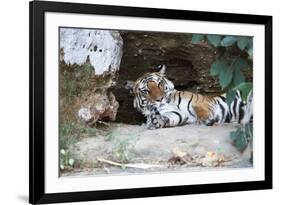 Bengal Tiger, Panthera Tigris Tigris, Bandhavgarh National Park, Madhya Pradesh, India-Kim Sullivan-Framed Photographic Print