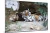 Bengal Tiger, Panthera Tigris Tigris, Bandhavgarh National Park, Madhya Pradesh, India-Kim Sullivan-Mounted Photographic Print