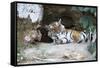 Bengal Tiger, Panthera Tigris Tigris, Bandhavgarh National Park, Madhya Pradesh, India-Kim Sullivan-Framed Stretched Canvas