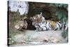 Bengal Tiger, Panthera Tigris Tigris, Bandhavgarh National Park, Madhya Pradesh, India-Kim Sullivan-Stretched Canvas