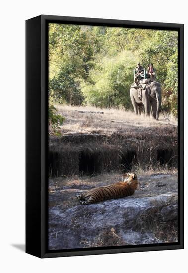 Bengal Tiger, Panthera Tigris Tigris, Bandhavgarh National Park, Madhya Pradesh, India-Kim Sullivan-Framed Stretched Canvas