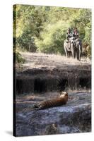 Bengal Tiger, Panthera Tigris Tigris, Bandhavgarh National Park, Madhya Pradesh, India-Kim Sullivan-Stretched Canvas