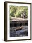 Bengal Tiger, Panthera Tigris Tigris, Bandhavgarh National Park, Madhya Pradesh, India-Kim Sullivan-Framed Photographic Print