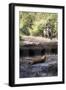 Bengal Tiger, Panthera Tigris Tigris, Bandhavgarh National Park, Madhya Pradesh, India-Kim Sullivan-Framed Photographic Print