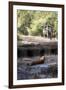 Bengal Tiger, Panthera Tigris Tigris, Bandhavgarh National Park, Madhya Pradesh, India-Kim Sullivan-Framed Photographic Print