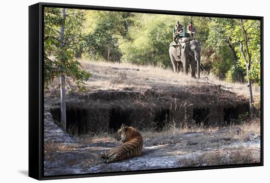 Bengal Tiger, Panthera Tigris Tigris, Bandhavgarh National Park, Madhya Pradesh, India-Kim Sullivan-Framed Stretched Canvas