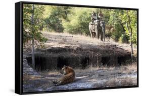 Bengal Tiger, Panthera Tigris Tigris, Bandhavgarh National Park, Madhya Pradesh, India-Kim Sullivan-Framed Stretched Canvas