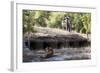 Bengal Tiger, Panthera Tigris Tigris, Bandhavgarh National Park, Madhya Pradesh, India-Kim Sullivan-Framed Photographic Print