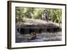 Bengal Tiger, Panthera Tigris Tigris, Bandhavgarh National Park, Madhya Pradesh, India-Kim Sullivan-Framed Photographic Print