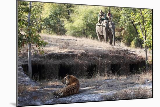 Bengal Tiger, Panthera Tigris Tigris, Bandhavgarh National Park, Madhya Pradesh, India-Kim Sullivan-Mounted Photographic Print