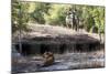 Bengal Tiger, Panthera Tigris Tigris, Bandhavgarh National Park, Madhya Pradesh, India-Kim Sullivan-Mounted Photographic Print