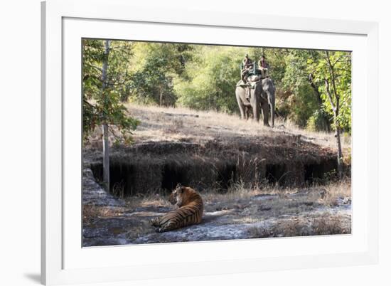 Bengal Tiger, Panthera Tigris Tigris, Bandhavgarh National Park, Madhya Pradesh, India-Kim Sullivan-Framed Photographic Print