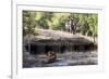 Bengal Tiger, Panthera Tigris Tigris, Bandhavgarh National Park, Madhya Pradesh, India-Kim Sullivan-Framed Photographic Print