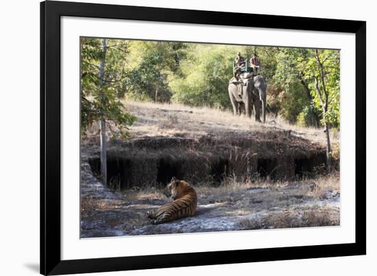 Bengal Tiger, Panthera Tigris Tigris, Bandhavgarh National Park, Madhya Pradesh, India-Kim Sullivan-Framed Photographic Print