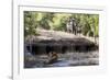 Bengal Tiger, Panthera Tigris Tigris, Bandhavgarh National Park, Madhya Pradesh, India-Kim Sullivan-Framed Photographic Print