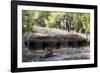 Bengal Tiger, Panthera Tigris Tigris, Bandhavgarh National Park, Madhya Pradesh, India-Kim Sullivan-Framed Photographic Print