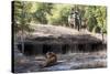 Bengal Tiger, Panthera Tigris Tigris, Bandhavgarh National Park, Madhya Pradesh, India-Kim Sullivan-Stretched Canvas