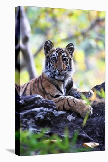 Bengal Tiger, Panthera Tigris Tigris, Bandhavgarh National Park, Madhya Pradesh, India-Kim Sullivan-Stretched Canvas