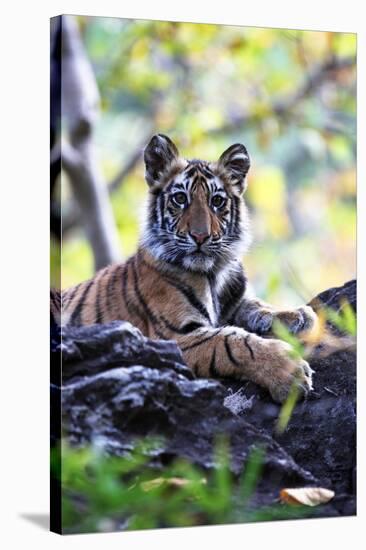 Bengal Tiger, Panthera Tigris Tigris, Bandhavgarh National Park, Madhya Pradesh, India-Kim Sullivan-Stretched Canvas