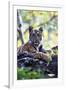 Bengal Tiger, Panthera Tigris Tigris, Bandhavgarh National Park, Madhya Pradesh, India-Kim Sullivan-Framed Photographic Print